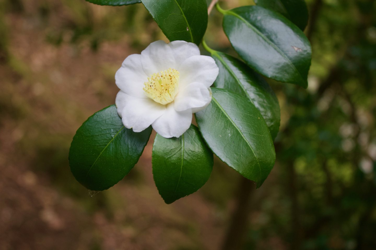 A white flower with a yellow centre hanging on a tree branch.