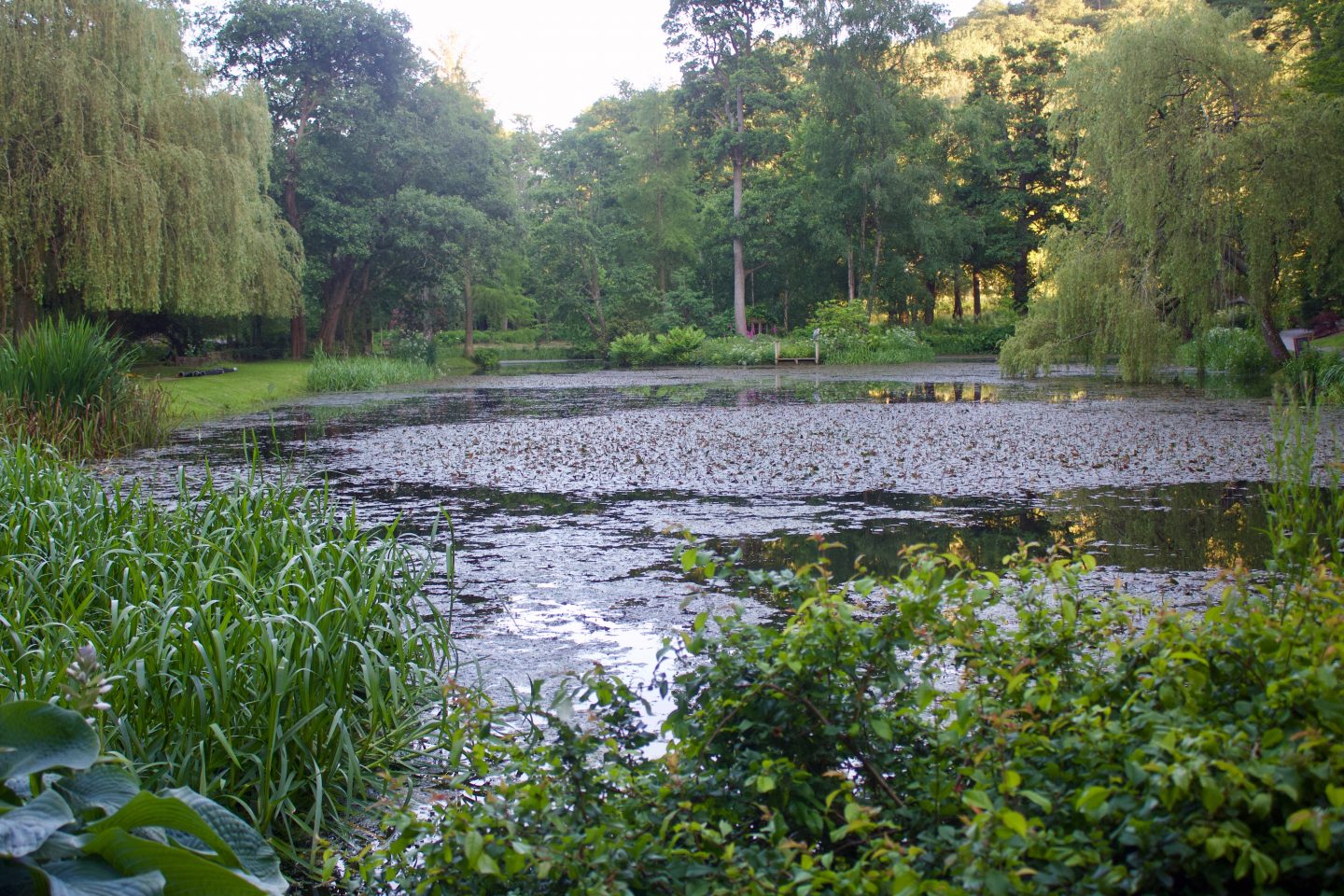 Disability & employment: A photo of a small lake with trees surrounding it