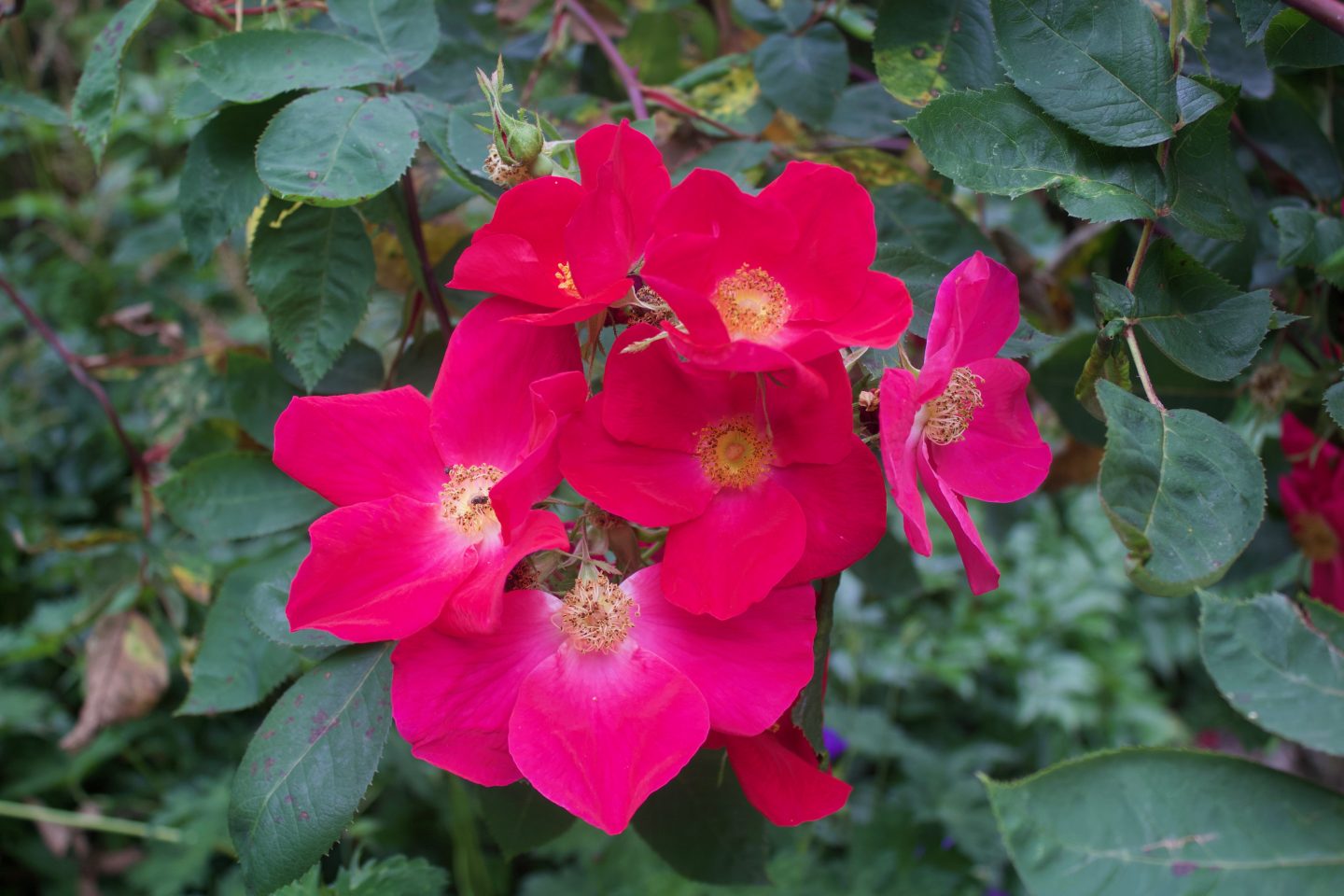 The sound and silence of living with an invisible chronic illness: A photo of pink flowers and green leaves