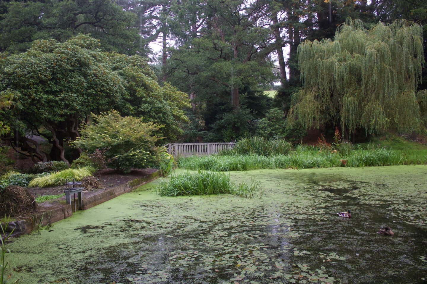 A photo of a small lake with a small wooden bridge in the distance, it's surrounded by pretty trees and flowers