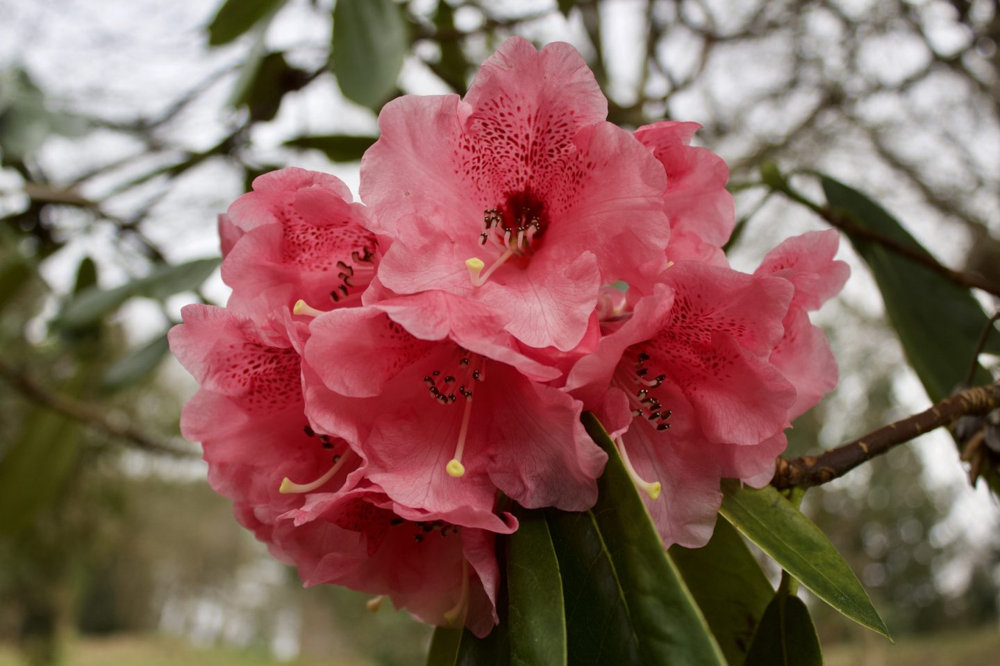 A photo of pink flowers on a tree branch, the branches and greenery in the background are blurred in contrast to the clear flowers