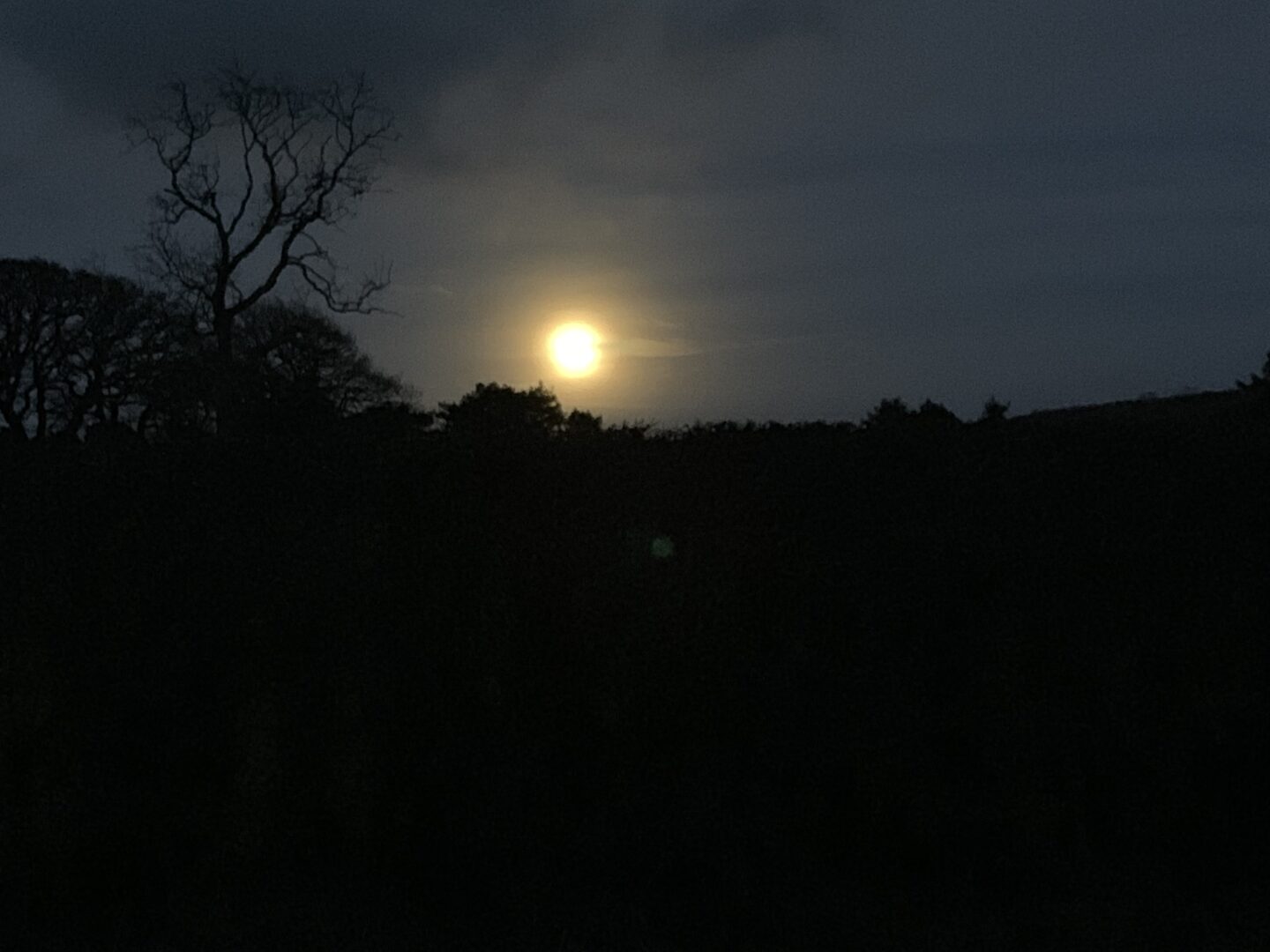 A nightime photo showing the moon in the centre which is bright white, the light that emanates from it makes some trees and the top of a hedge visible