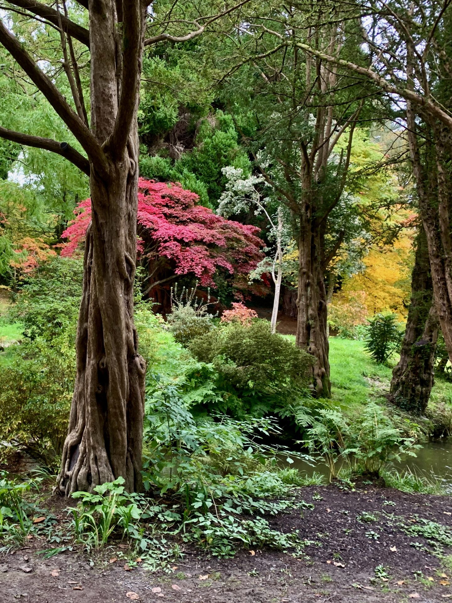 Bright red and pink coloured plants in contrast to the greenery and trees around them