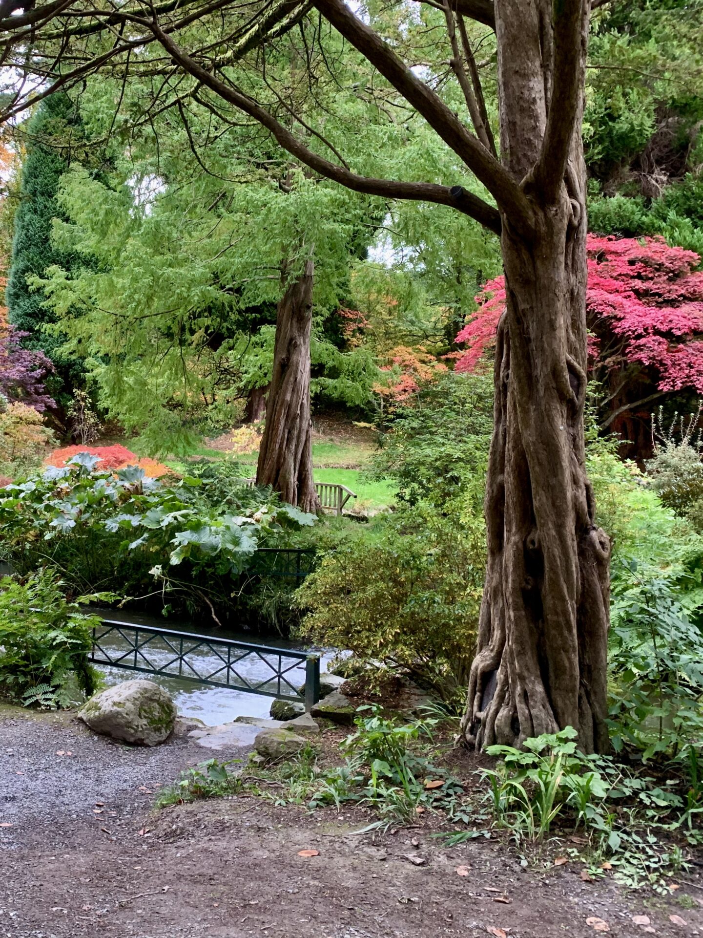 A river running through a wooded area, the bright red colour of some plants and flowers can be seen through the trees.