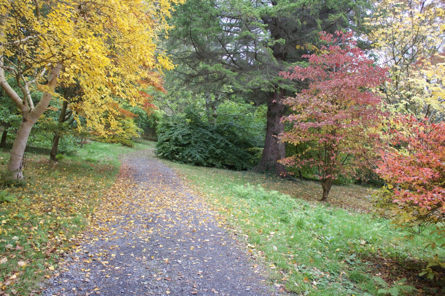 A wooded path which is bordered either side by autumn coloured trees and plants, there is a tree with bright yellow leaves prominent on the left and another with red leaves on the right
