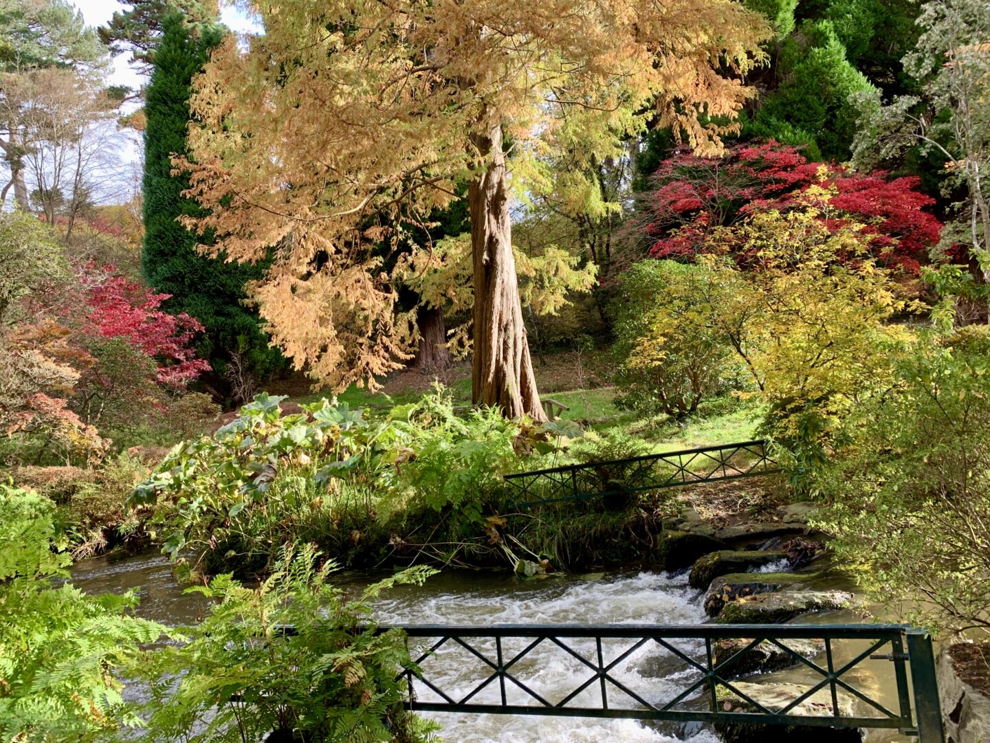 A river running through an array of colourful plants and trees, the sun casts light over one of the trees, making its yellow leaves even brighter. A small gate can be seen before the river, with the metal criss crossing to create diamond shapes