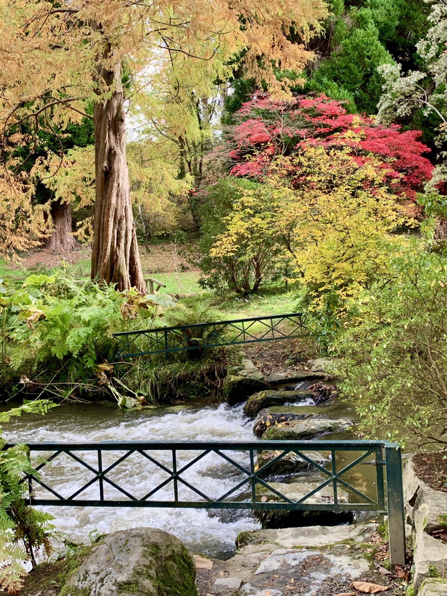 A river running through an array of colourful plants and trees, the sun casts light over one of the trees, making its yellow leaves even brighter. A small gate can be seen before the river, with the metal criss crossing to create diamond shapes