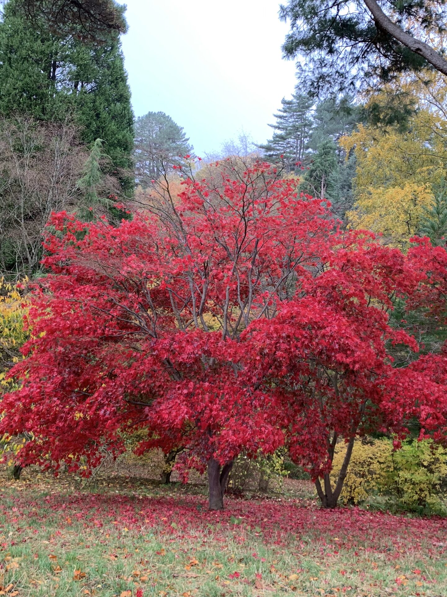 A tree with striking red/dark pink coloured leaves stands on the edge of a walking path, taller green trees can be seen in the background