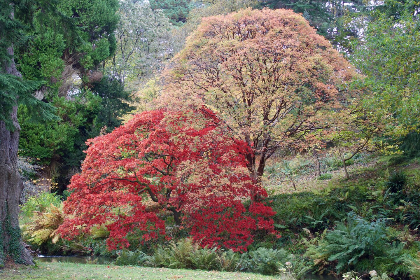 Small trees on the edge of a walking path, they have red/pink leaves. An array of other trees can be seen behind them, rich with green leaves