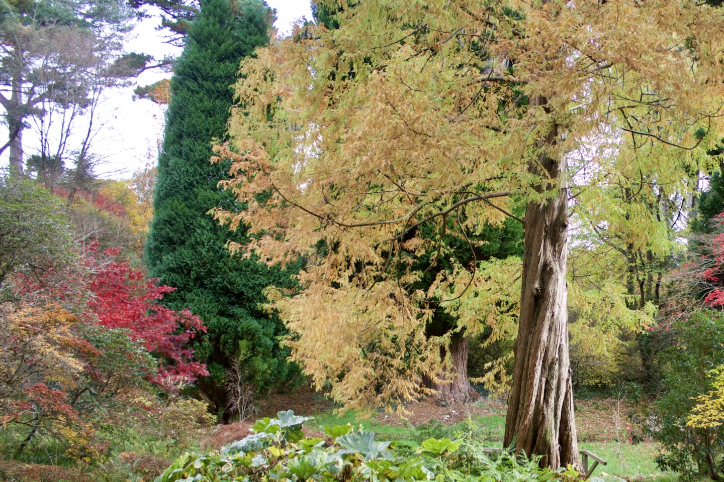 Trees, plants and flowers in pretty autumnal colours like red and orange. The sun casts light on one of the trees, making its yellow leaves even brighter