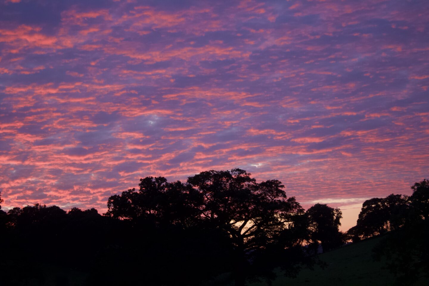 A pink patterned sky, bright in colour above the darkness of some trees