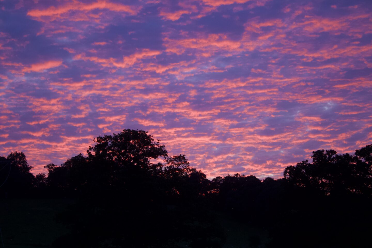 A sunset casting the sky in pink streaks and patterns. The colour is vibrant in contrast to the darkness of a few trees.