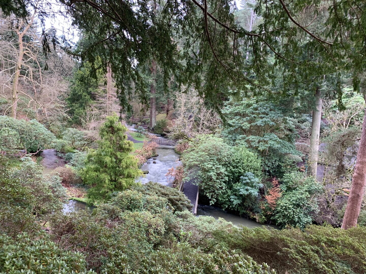 A landscape view of a variety of trees and plants, a small stream flows between them