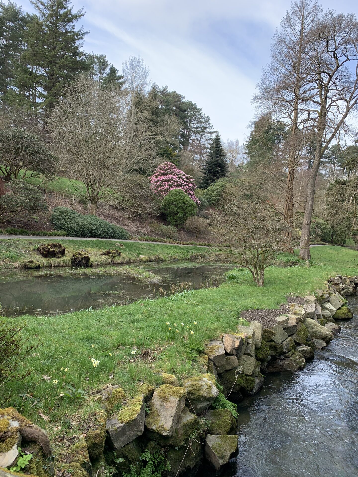 A grass path separates a small lake and a river. The setting is surrounded by various trees and plants, one of the trees has light pink flowers on it