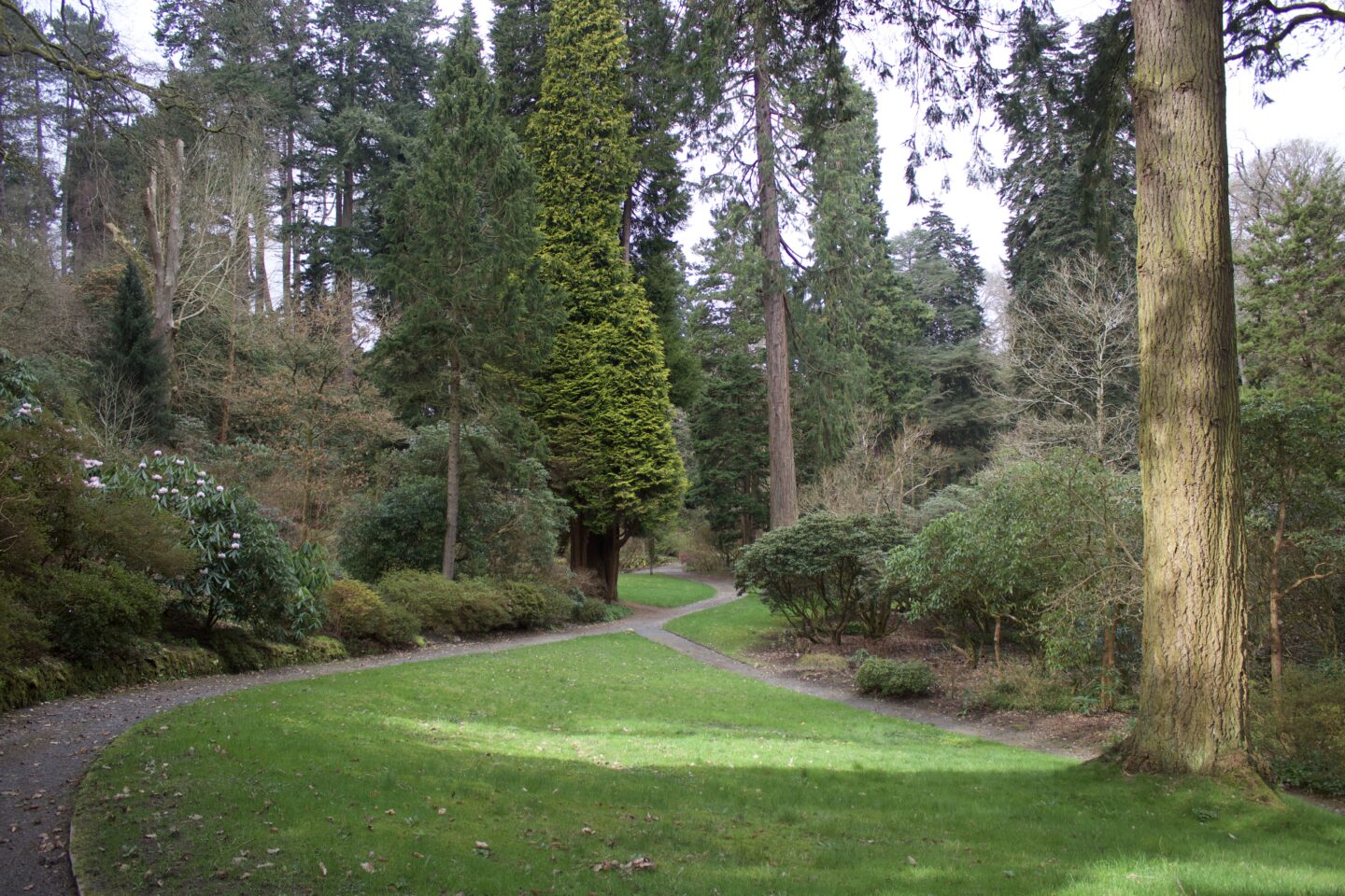 The sun creates a column of light on a tree and a patch of grass beside a footpath. A whole host of other trees and plants flank the grass