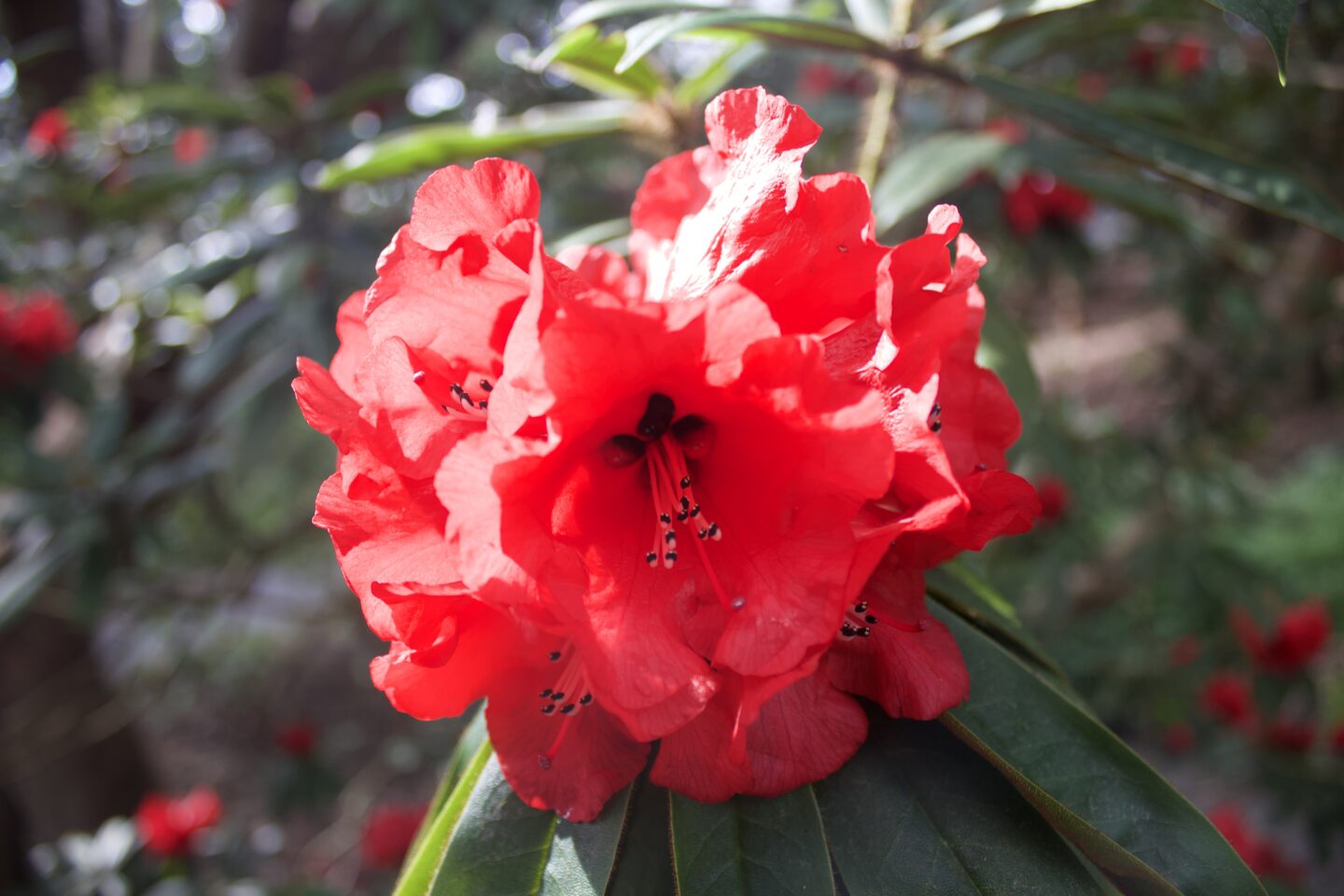 The sun shining on red flowers that hang on a tree branch, the centre of the flowers are much darker and the leaves on the tree behind them are blurred