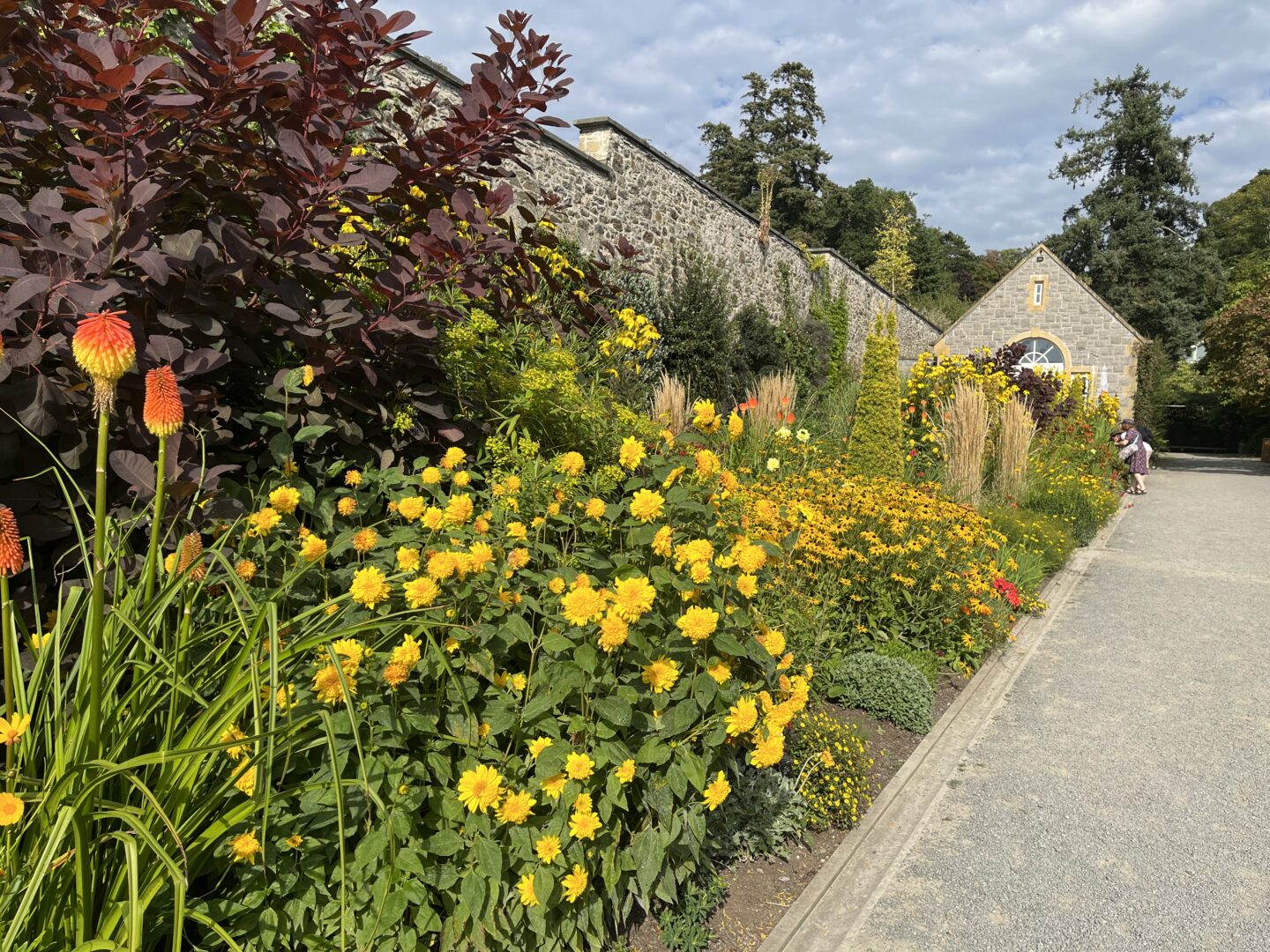 A vibrant garden path lined with a variety of flowers in full bloom. On the left, there are tall plants with deep purple leaves, and in front of them, there are striking orange-red torch-like flowers standing out against the greenery. The right side of the path is adorned with a profusion of yellow flowers, creating a bright, sunny atmosphere. The garden is bordered by a stone wall, and in the background, there's a quaint stone building with a triangular roof and a yellow-framed window. A few tall trees can be seen behind the building, and there's a clear blue sky above.