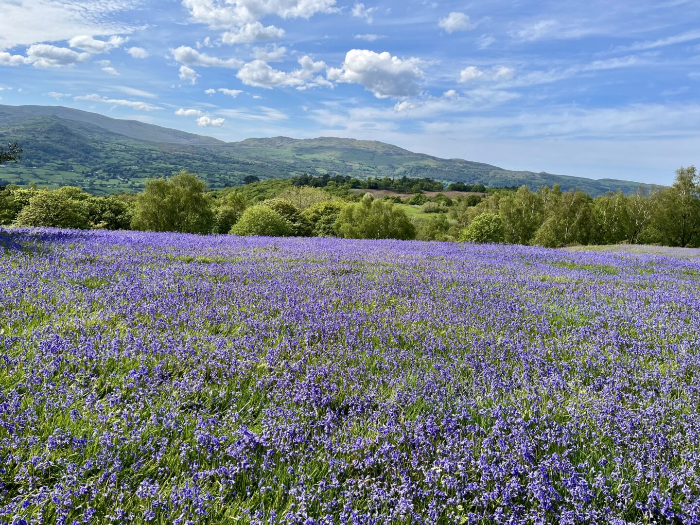 A large field carpeted with brightly coloured bluebells. There are hills and mountains in the distance and the sky is blue overhead with a few clouds disturbing the colour.