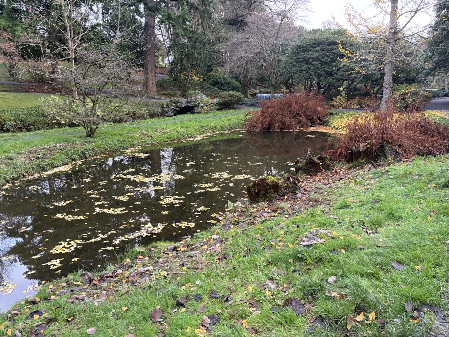 A small pond reflecting the trees surrounding it. There are yellow leaves floating on the water and a small wooden bridge can be seen in the distance.